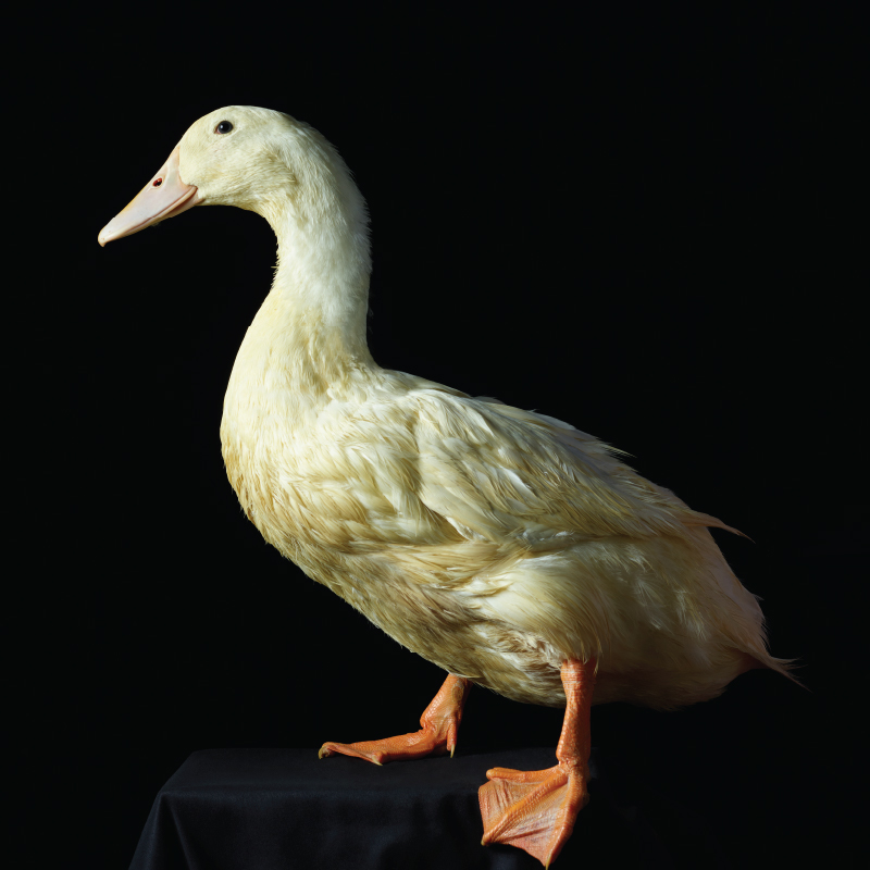 Aurum Corn-Fed Duck