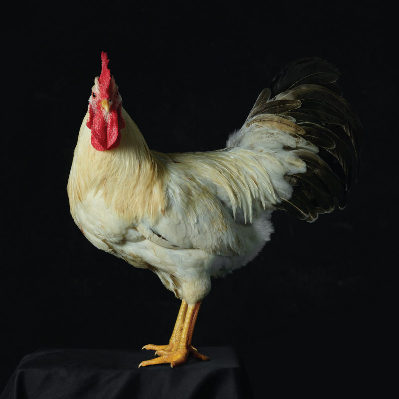 Fook Wong Chicken - Cockerel