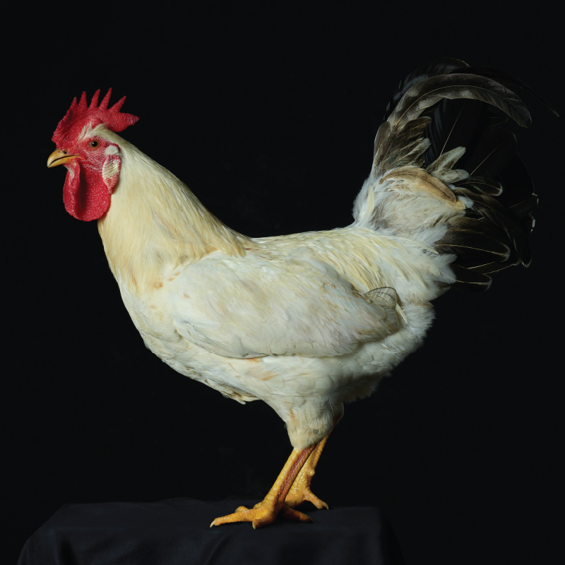 Fook Wong Chicken - Cockerel b