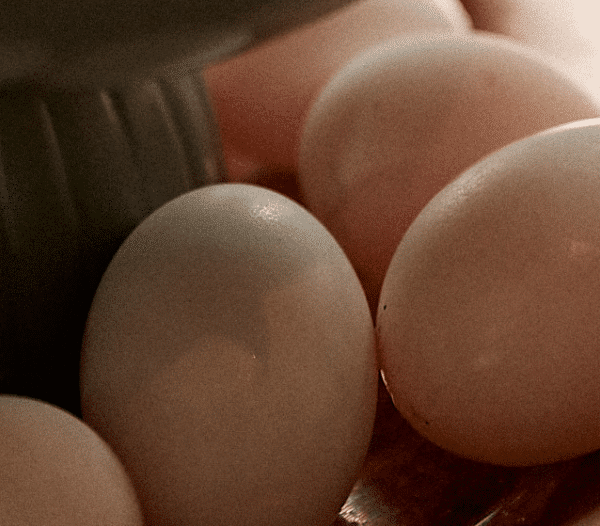 Fresh Farm Eggs